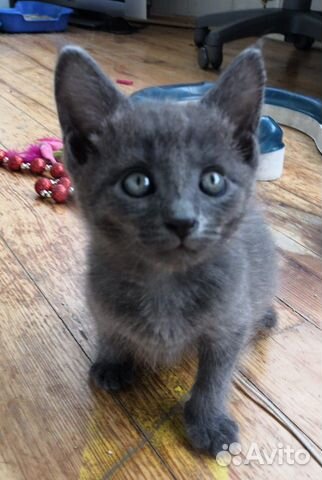 Чудесный котёнок мальчик в добрые руки Чудесный котёнок мальчик в добрые руки