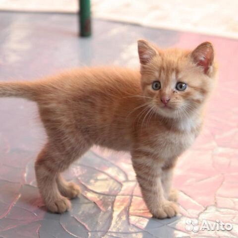 Рыжий котёнок в дар Рыжий котёнок в дар