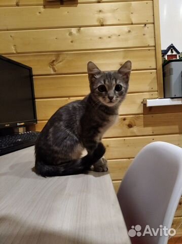 Котенок
