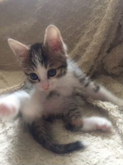 Котёнок в добрые руки