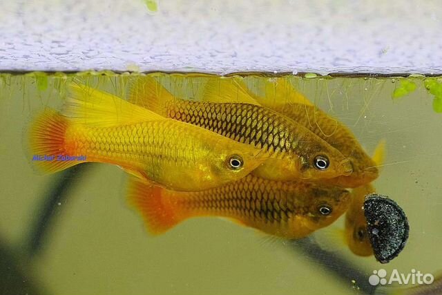 Гуппи, меченосцы, растения, корма