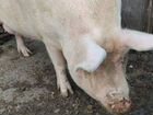 Свинья на мясо объявление продам