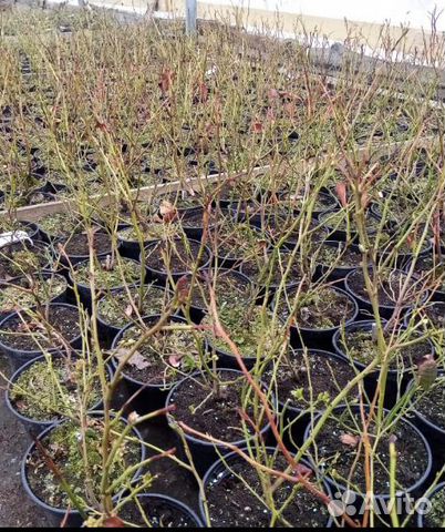 Саженцы голубики, клубники, ежевики, малины и тд