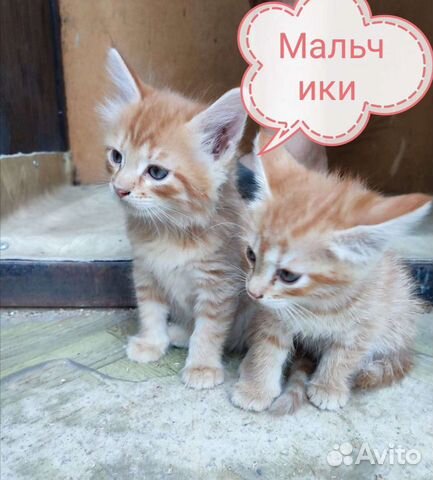 Котята мальчики 2 мес