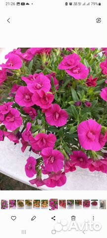 Вегетативная калибрахоа