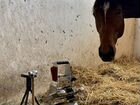 Расчистка и ковка лошадей