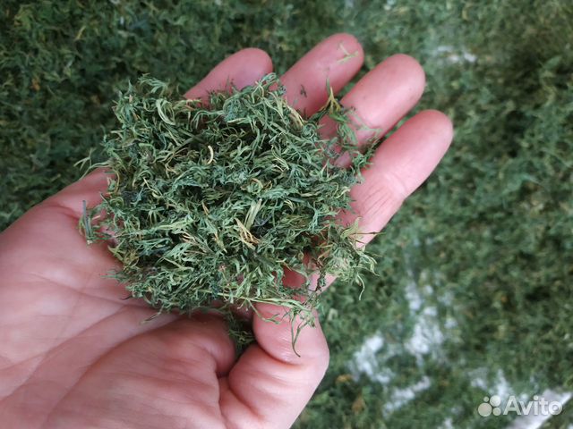 Укроп сушёный, лук