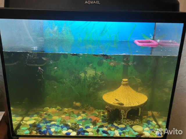 Гуппи сомики