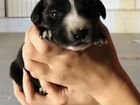 Курцхаар/Спаниель собачка 2 года с щенками объявление продам
