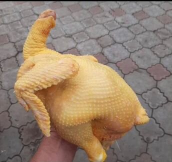 Мясо домашних кур