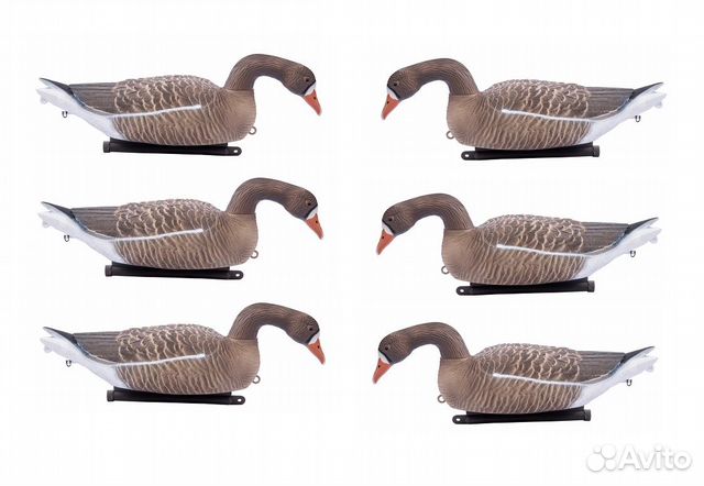 Чучела белолобых гусей кормящиеся плавающие 6шт