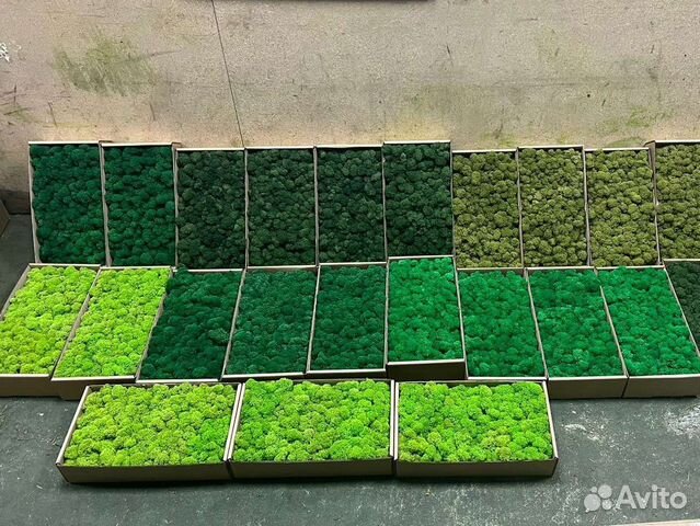 Мох стабилизированный ягель,кочка,пласты