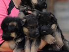 Продаются щенки немецкой овчарки объявление продам