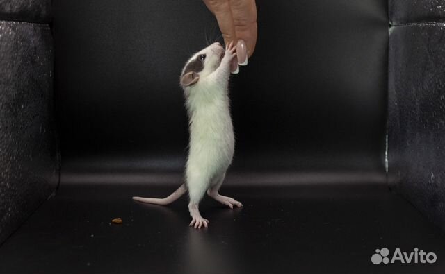 Крысята Дамбо. Купить крысу