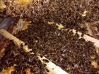 Пчелопакеты, пчеломатки Среднерусской породы