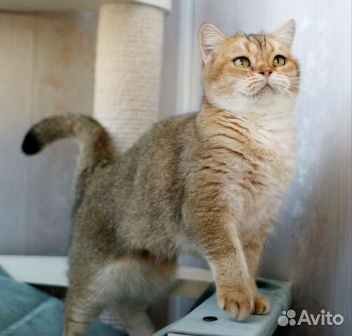 Scottish Fold cat golden chinchilla photo AlvaRoss.com