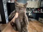 Британские котята вислоухие объявление продам