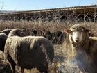 Доля овечьей фермы на 2500 голов в Краснодаре объявление продам