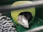 Крысы с клеткой бесплатно объявление продам