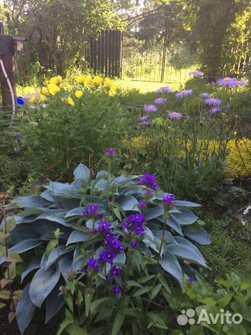 Садовые многолетние цветы