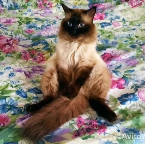 Невская маскарадная вязка