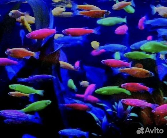 Данио Глофиш