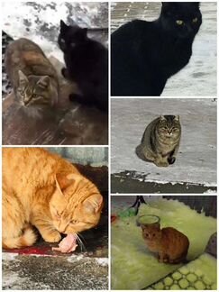 Котята в добрые руки