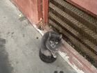 Русская голубая котенок 7-9м. Ищет дом объявление продам
