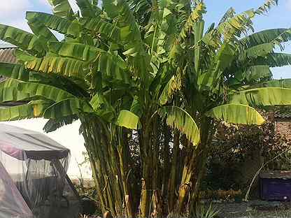 Банановая пальма в интерьере