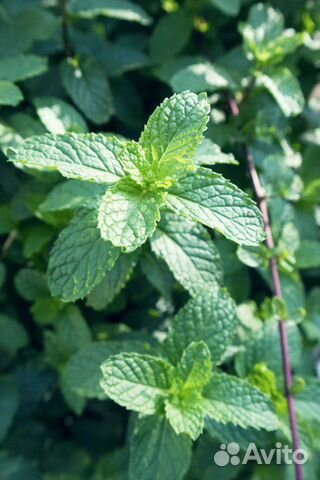 Мята перечная (для посадки)