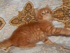 Meйнкунята -солнечные котятa