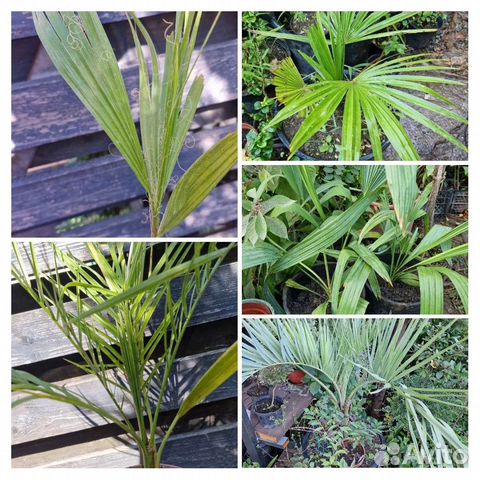 Пальмы бутия,сабаль,хамеропс,финик,цикас,трахикарп