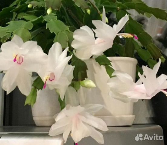 Цветы домашние