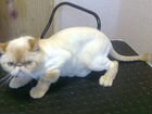 Стрижка собак и кошек в кабинете на Гагарина 82а объявление продам