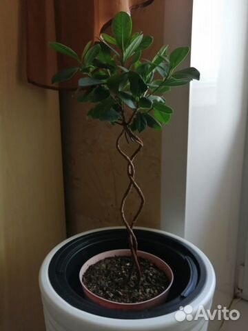 Эффектные комнатные растения