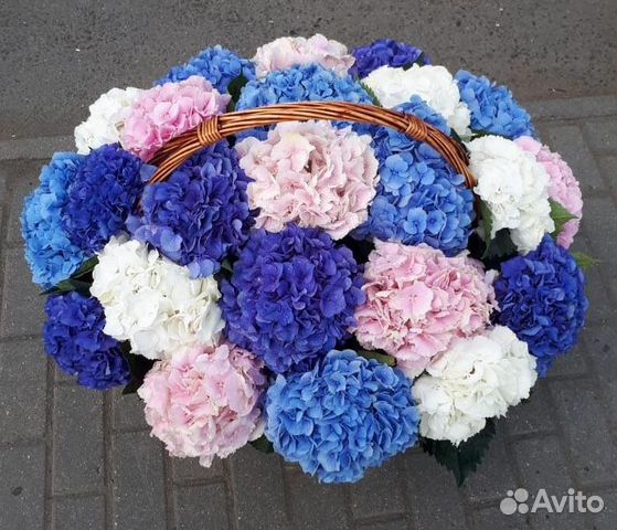 Гортензия, цветы в корзине
