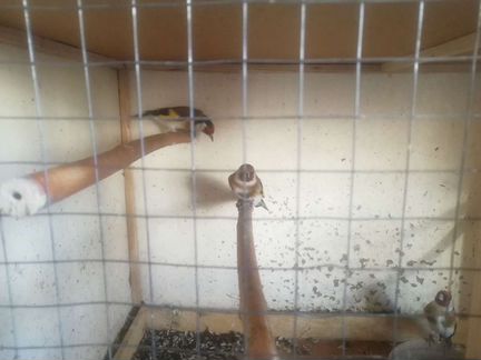 Певчие птицы