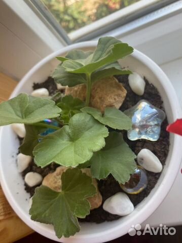 Пеларгония герань