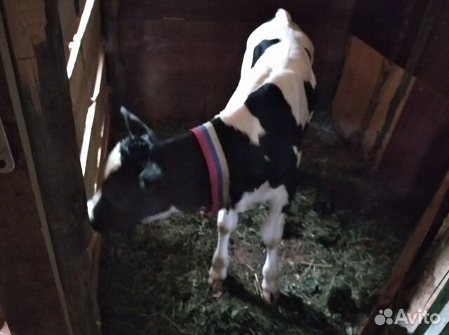 Продам телят купить в Фурманове | Животные и зоотовары | Авито