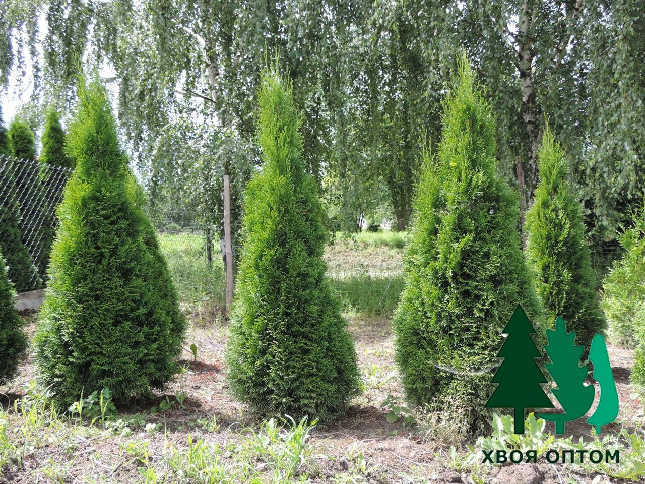 Живые сосны оптом москва. Сосна новогодняя. Сосна курган. Pinus strobus louie. Как выглядит стриженная сосна.