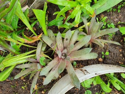 Молодило или каменная роза