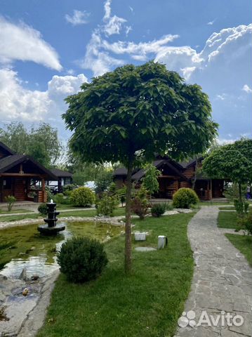 Растения для сада:лиственные,хвойные,деревья и тд