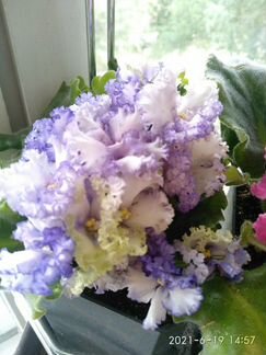 Фиалки взрослые,старты, детки