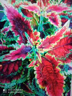 Колеус, сорта разные обмен