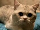 Британские котята, мраморные объявление продам