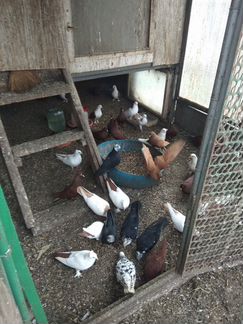 Продаю породистых голубей разных окрасов