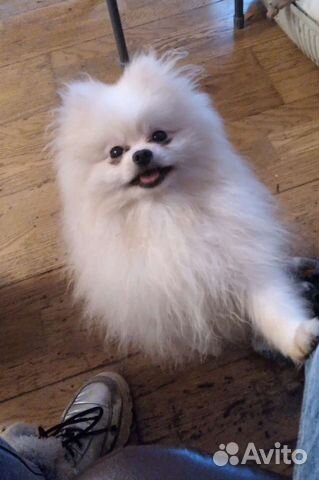 Микро кобель на вязку айс крем