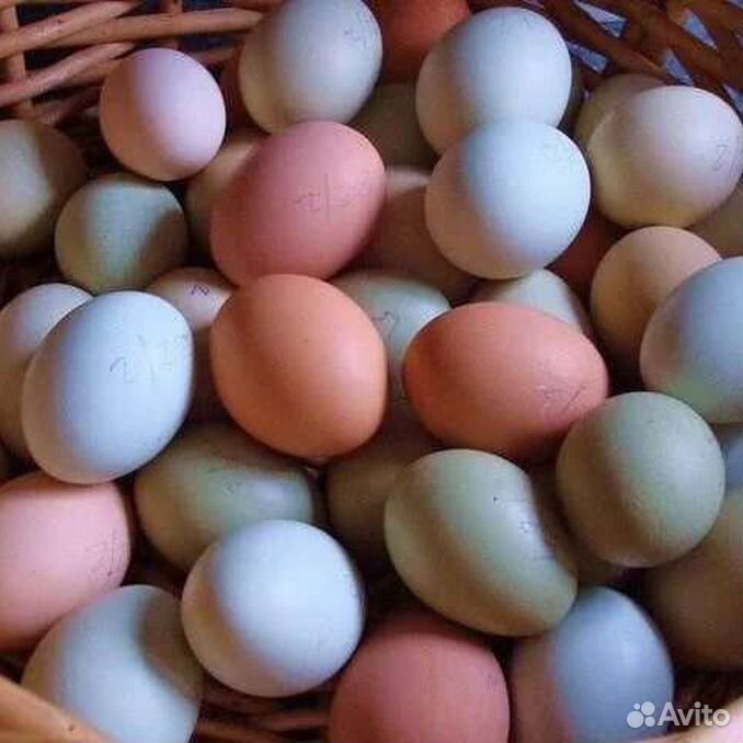 Куры которые несут цветные яйца породы. Амераукана яйца. Амераукана куры цвет яйца. Яйца кур породы коралл. Яйца Амераукана розовые.