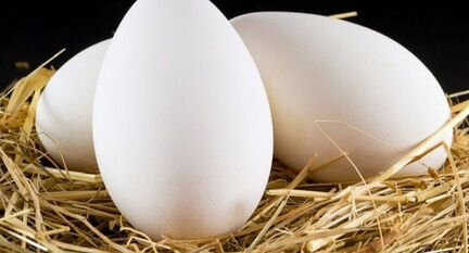 Инкубационное яйцо гусей порода Линда (запись)