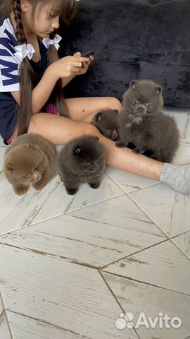 Шпиц голубой и лиловый цвет